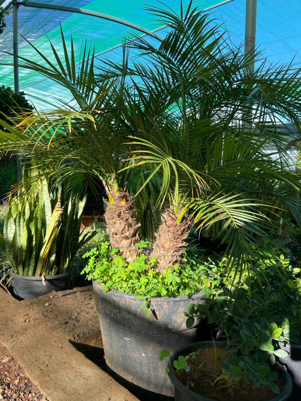 Phoenix roebelenii Double tronc